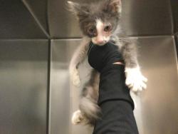 Shelter Stray Female Cat last seen Near BLOCK VARNER RD, PALM DESERT CA 92211, 72050 Pet Land Pl, Thousand Palms, CA 92276, USA