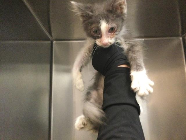Shelter Stray Female Cat last seen Near BLOCK VARNER RD, PALM DESERT CA 92211, 72050 Pet Land Pl, Thousand Palms, CA 92276, USA