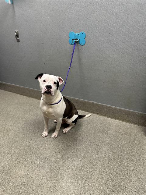 Shelter Stray Male Dog last seen , 655 N Mojave Rd, Las Vegas, NV 89101, USA