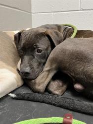 Shelter Stray Male Dog last seen Near, 2600 S Harding St, Indianapolis, IN 46221, USA
