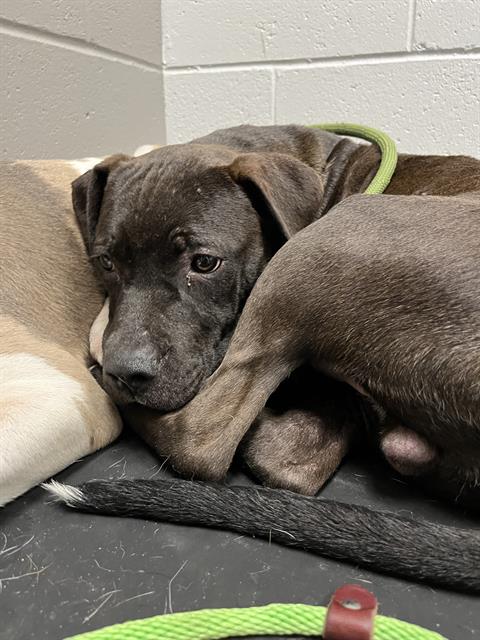 Shelter Stray Male Dog last seen Near, 2600 S Harding St, Indianapolis, IN 46221, USA