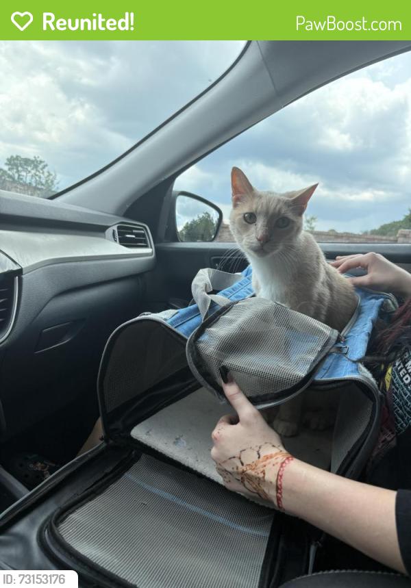 Reunited Male Cat last seen Hwy 17-92, Casselberry, FL 32707