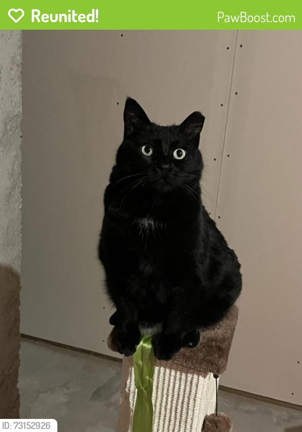 Reunited Female Cat last seen Between road 21 and road 23 on road 4 in Berthoud, Berthoud, CO 80513