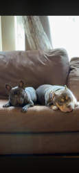 Reunited Male Dog last seen Osseo road and victory memorial, Minneapolis, MN 55412