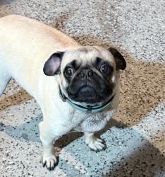 Reunited Male Dog last seen E Bobier Dr, San Luis Rey Ave, near Vista High School., Vista, CA 92084