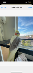 Lost Male Bird last seen Near Rockefeller Irvine is next to a highway, Irvine, CA 92612