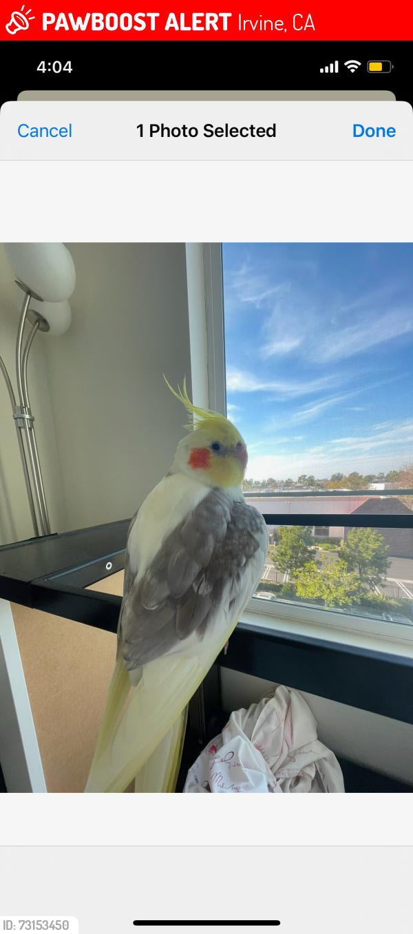 Lost Male Bird last seen Near Rockefeller Irvine is next to a highway, Irvine, CA 92612
