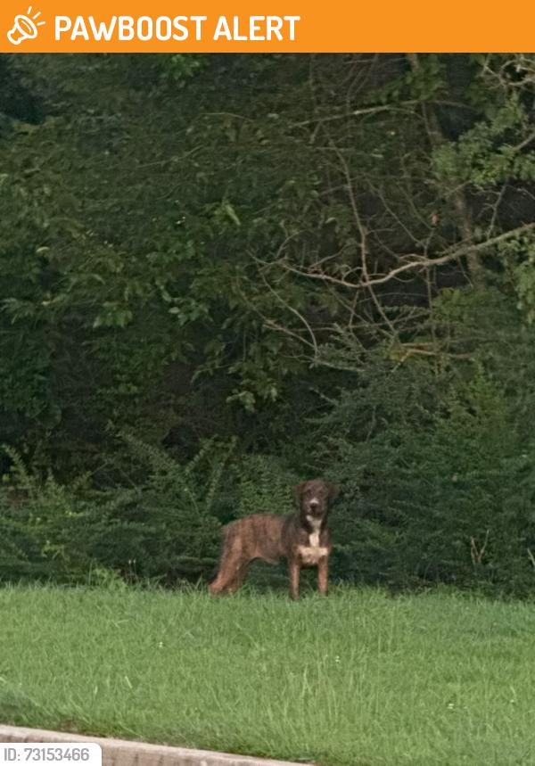 Found/Stray Unknown Dog last seen East shelby and meadow vale drive, Lakes of Forest Hill, TN 38125