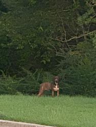 Found/Stray Unknown Dog last seen East shelby and meadow vale drive, Lakes of Forest Hill, TN 38125