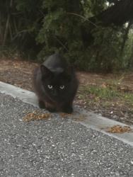 Found/Stray Unknown Cat last seen At Ken Malloy park, Los Angeles, CA 90710