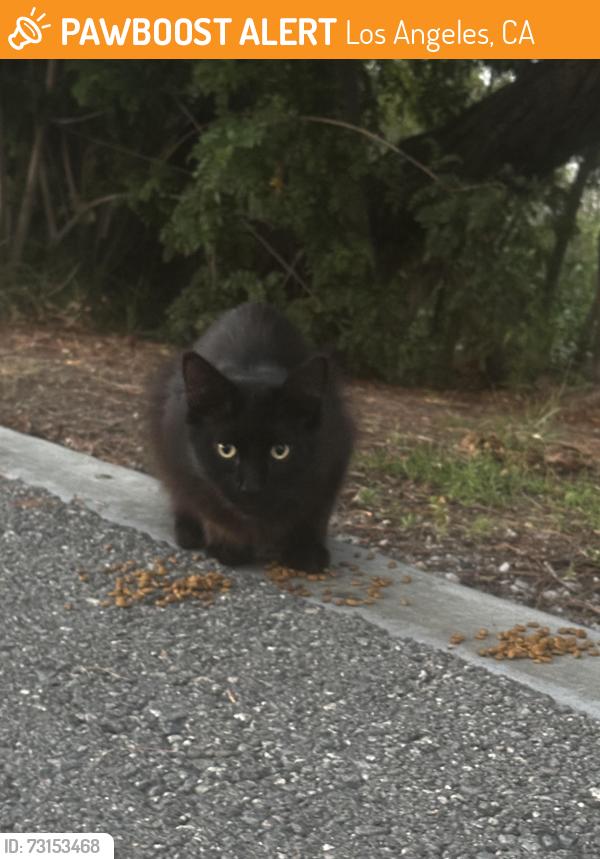 Found/Stray Unknown Cat last seen At Ken Malloy park, Los Angeles, CA 90710