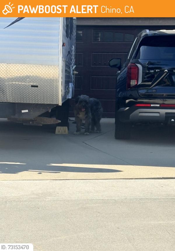 Found/Stray Unknown Dog last seen Church of Jesus Christ of Latter Day Saints, Chino, CA 91710