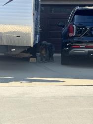 Found/Stray Unknown Dog last seen Church of Jesus Christ of Latter Day Saints, Chino, CA 91710