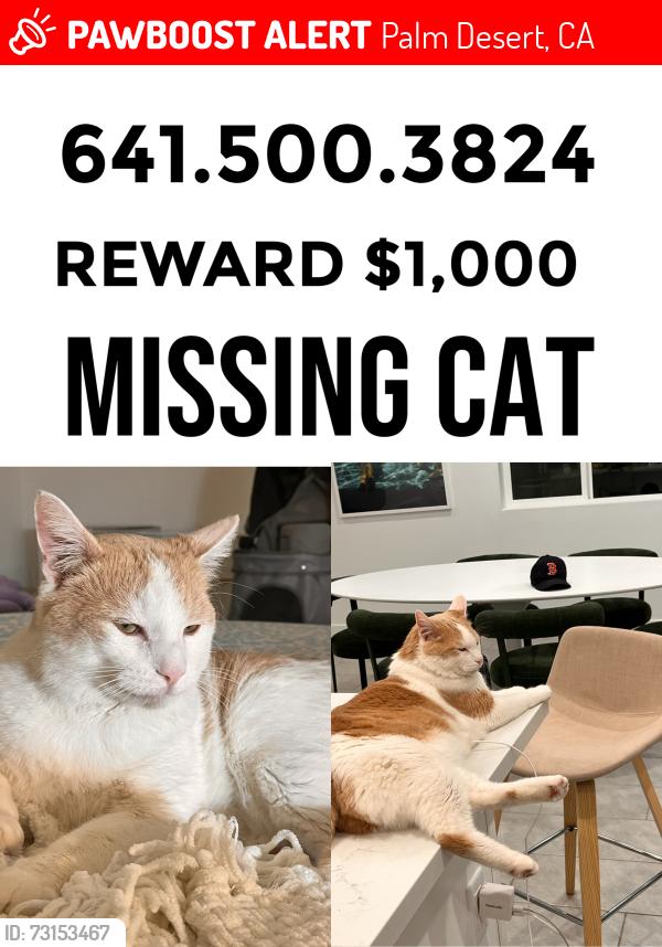Lost Male Cat last seen Deep Canyon Road, Palm Desert, CA 92260