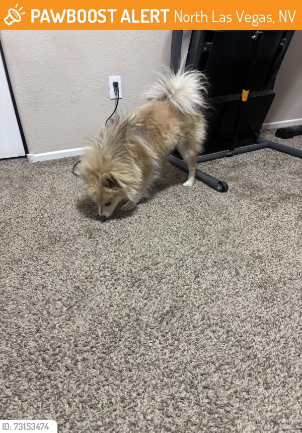 Found/Stray Male Dog last seen Imagination community off Simmons and tropical, North Las Vegas, NV 89032