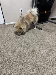 Found/Stray Male Dog last seen Imagination community off Simmons and tropical, North Las Vegas, NV 89032