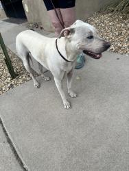 Reunited Female Dog last seen Rio Grande Blvd NW & Griegos Rd NW, Albuquerque, NM 87107, USA, Albuquerque, NM 87107