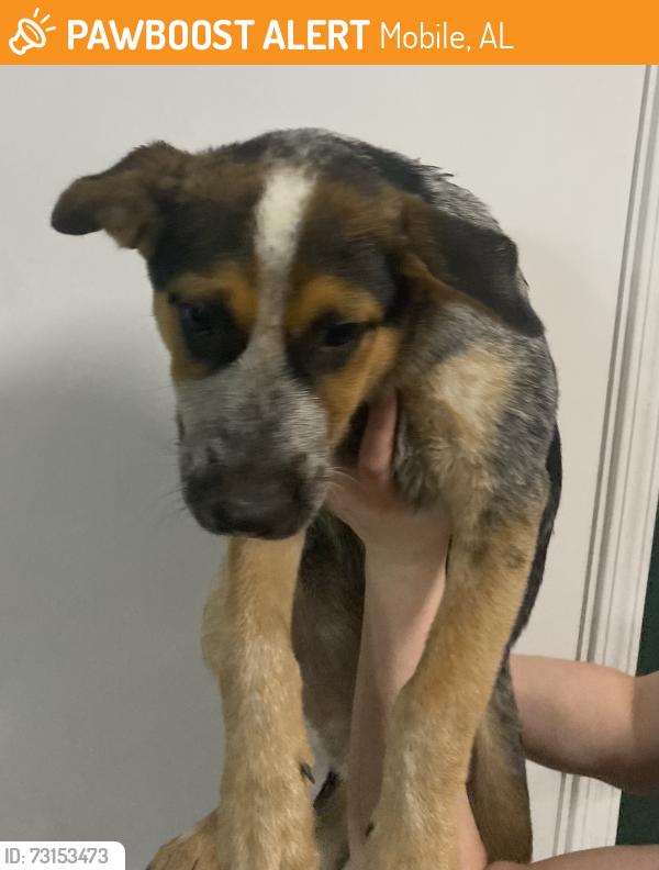 Found/Stray Male Dog last seen Azalea rd mobile al, Mobile, AL 36609