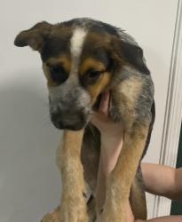 Found/Stray Male Dog last seen Azalea rd mobile al, Mobile, AL 36609