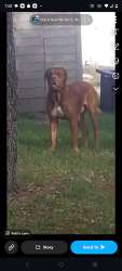 Reunited Male Dog last seen Beverly hills blvd, Beverly Hills, FL 34465