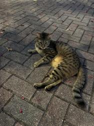 Found/Stray Unknown Cat last seen Behind the Caspian corner of se 4th and se 2nd st, Delray Beach, FL 33483