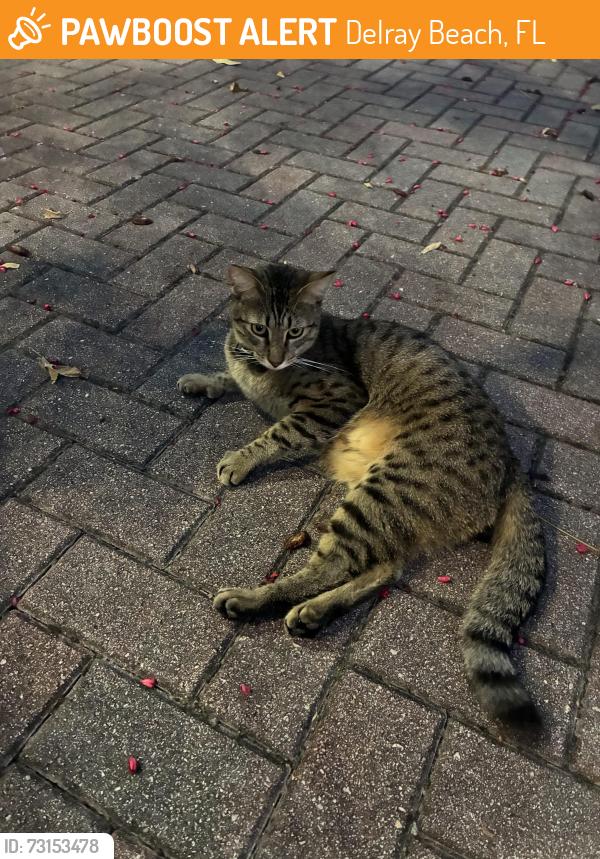 Found/Stray Unknown Cat last seen Behind the Caspian corner of se 4th and se 2nd st, Delray Beach, FL 33483