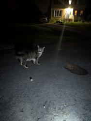 Reunited Male Cat last seen Benjamin Hill Court & Old Mountain Rd, Henrico County, VA 23060