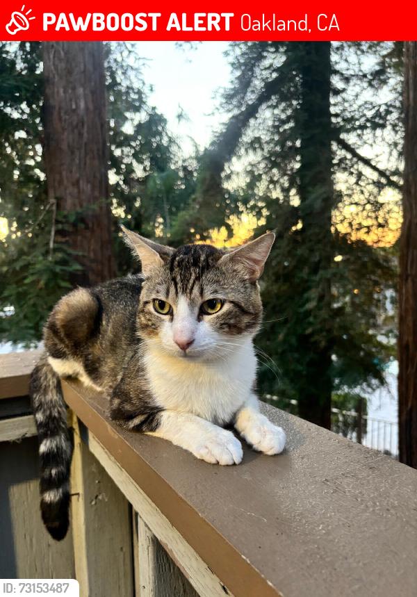 Lost Male Cat last seen 73th and holly, Oakland, CA 94621
