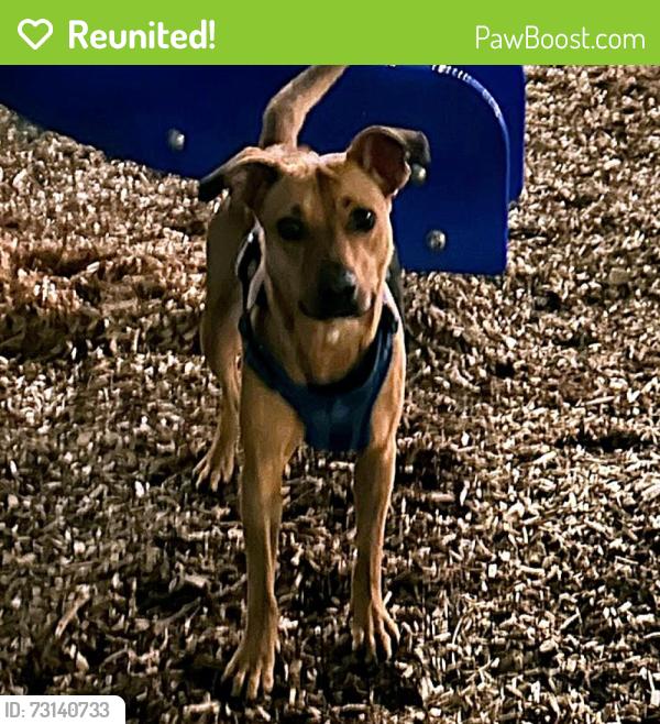 Reunited Female Dog last seen Near E Olive St, Seattle, WA 98122, Seattle, WA 98122