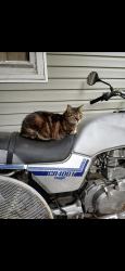 Reunited Female Cat last seen 8th Avenue off of Cecil - north knox community / belle morris, Knoxville, TN 37917