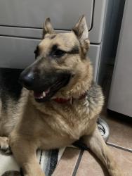 Found/Stray Female Dog last seen Eubank and Layton, Albuquerque, NM 87111