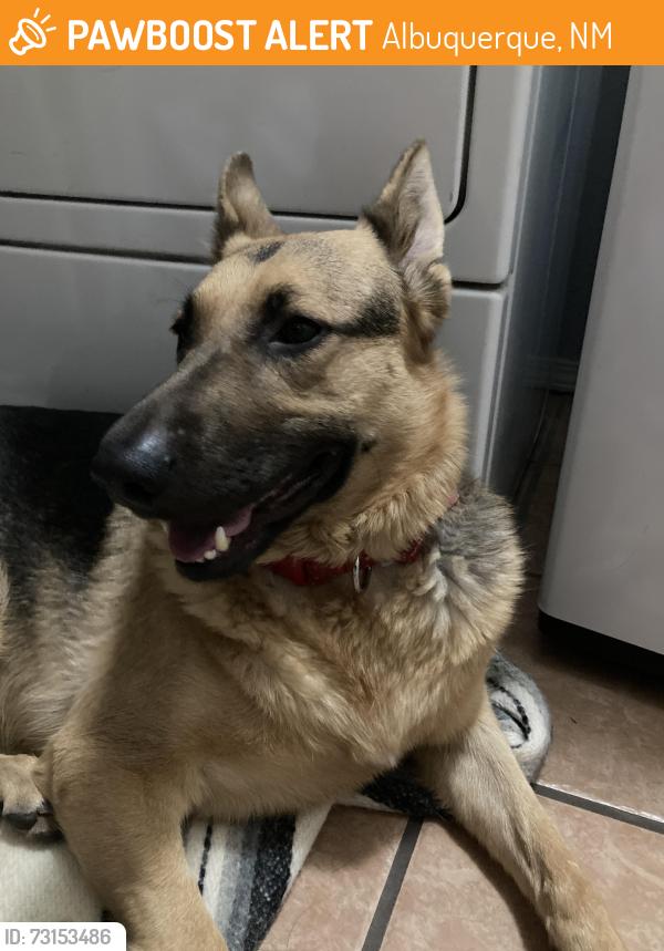 Found/Stray Female Dog last seen Eubank and Layton, Albuquerque, NM 87111