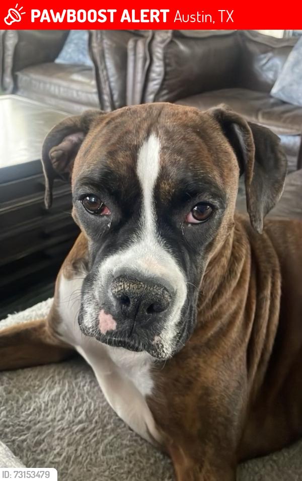 Lost Female Dog last seen Stassney & Jimmy Clay Sr., Austin, TX 78744