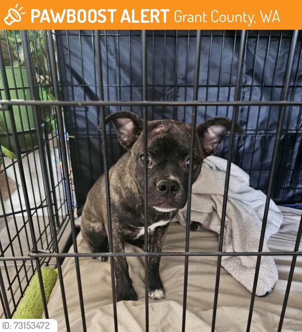Found/Stray Female Dog last seen Rd 5 SW GEORGE WA, Grant County, WA 98848
