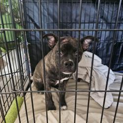 Found/Stray Female Dog last seen Rd 5 SW GEORGE WA, Grant County, WA 98848
