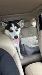 Reunited Male Dog last seen Sorbet in Winston park, Coconut Creek, FL 33073