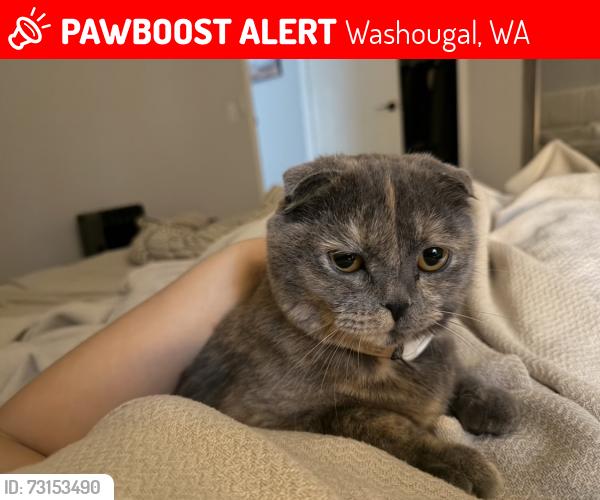 Lost Female Cat last seen Ne zeek rd ne Blair rd, Washougal, WA 98671