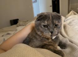 Lost Female Cat last seen Ne zeek rd ne Blair rd, Washougal, WA 98671