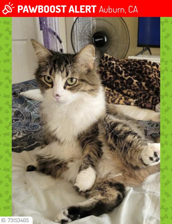 Lost Female Cat last seen Lincoln Way and Upper Auburn Heights Road, Auburn, CA 95603