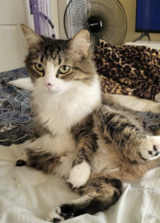 Lost Female Cat last seen Lincoln Way and Upper Auburn Heights Road, Auburn, CA 95603
