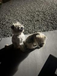 Lost Female Dog last seen Wysong, Fort Worth, TX 76052