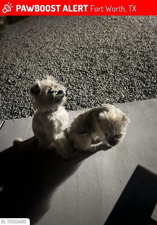 Lost Female Dog last seen Wysong, Fort Worth, TX 76052