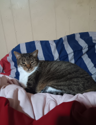 Lost Female Cat last seen Kellyville cutoff or the three way, Jefferson, TX 75657