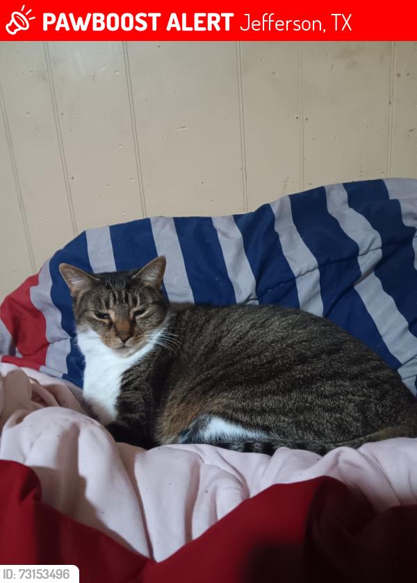 Lost Female Cat last seen Kellyville cutoff or the three way, Jefferson, TX 75657