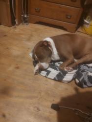Lost Male Dog last seen Market St . Close to hwy. 27, Chattanooga, TN 37408