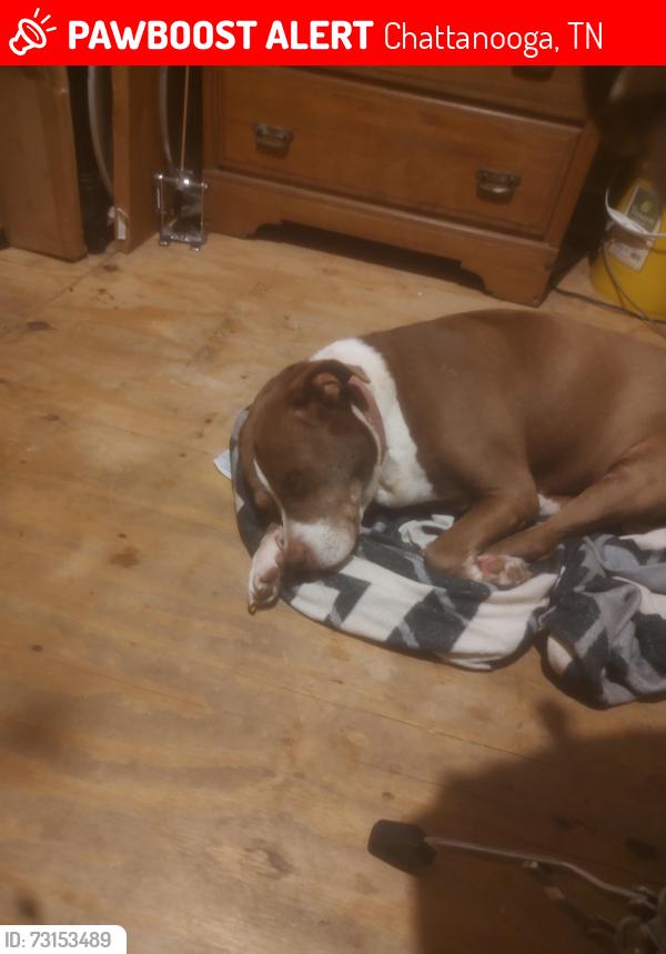 Lost Male Dog last seen Market St . Close to hwy. 27, Chattanooga, TN 37408