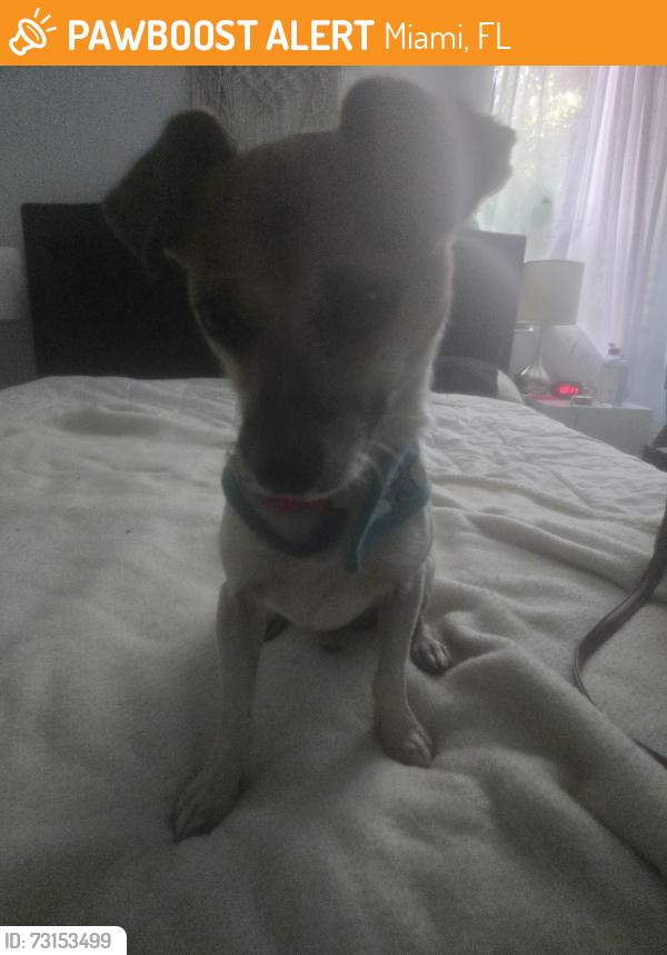 Found/Stray Male Dog last seen 9n the street, Miami, FL 33137