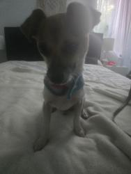Found/Stray Male Dog last seen 9n the street, Miami, FL 33137