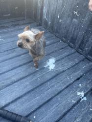 Reunited Male Dog last seen Brookside dr, Pittsburg, CA 94565