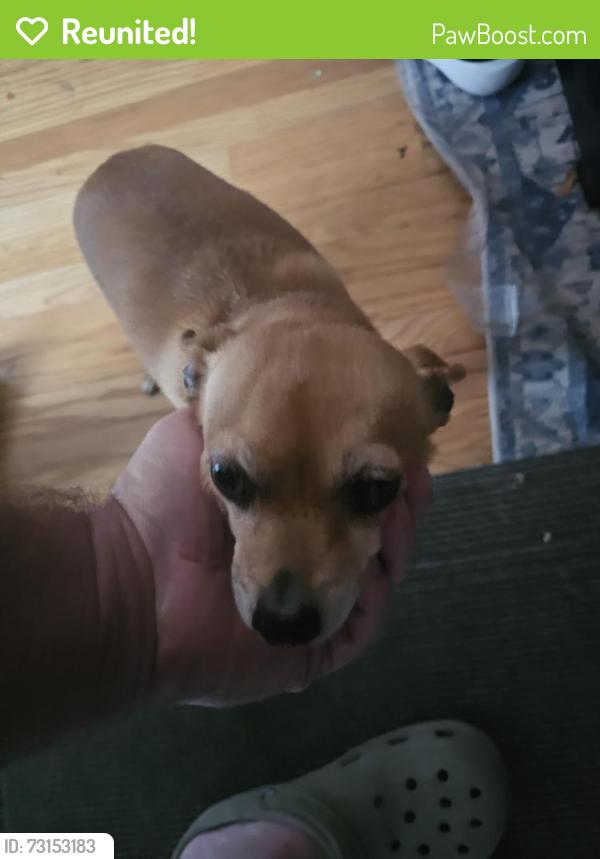 Reunited Female Dog last seen Glenhaven and Huntington, Portland, OR 97225